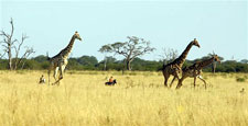 Zimbabwe-Hwange Park-Hwange Big Five Safari